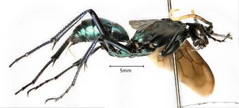 Media type: image;   Entomology 27203 Aspect: habitus lateral view